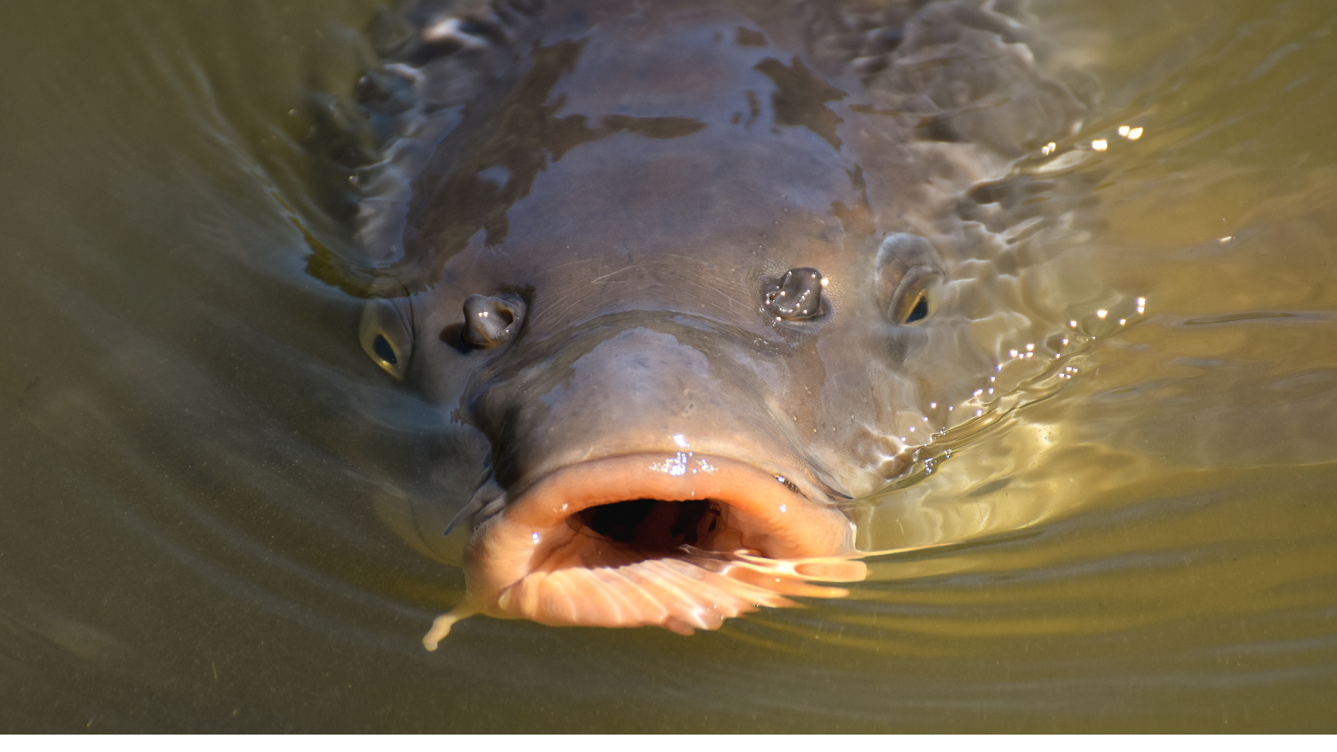 Menjalankan Ternak Ikan Lele