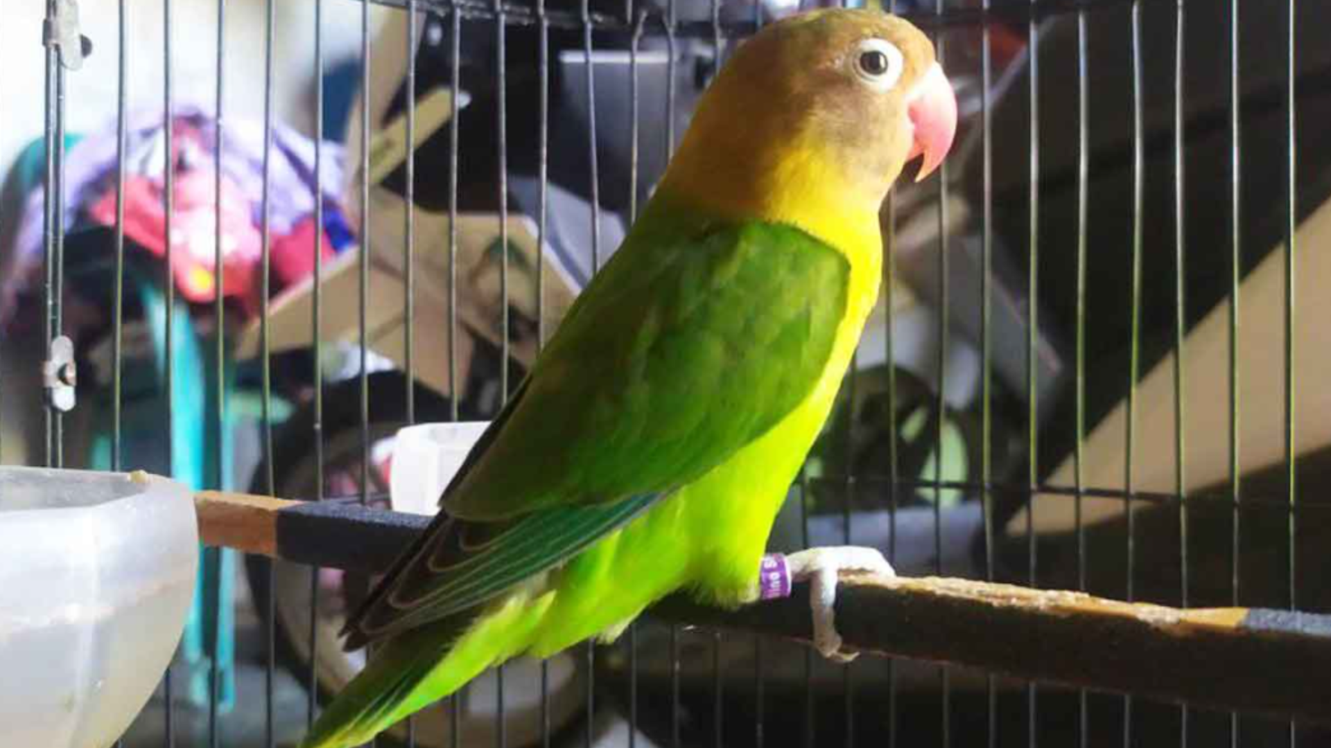 usaha sampingan di rumah untuk laki-laki